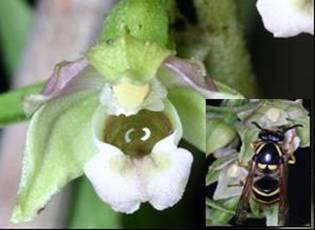 Una especie de orquídea que se hace pasar por abeja, que vive en la isla china de Hainan engaña al avispón que la poliniza al emitir un componente químico que las abejas utilizan para enviar una señal de alarma.