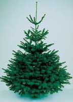Abies, árbol de navidad