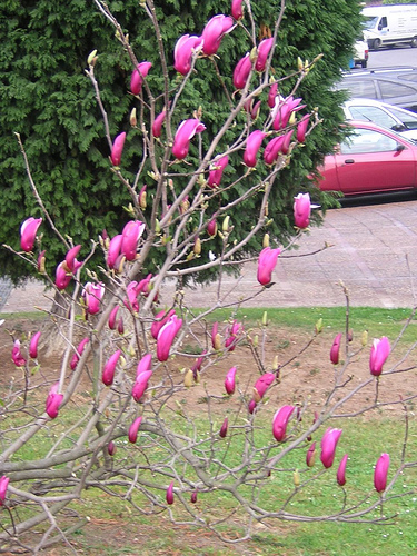 magnolia lex