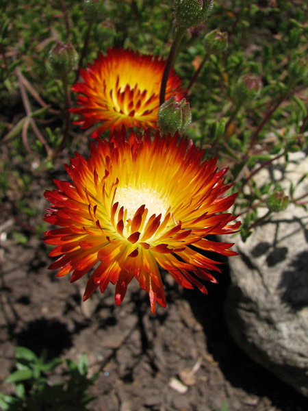 drosanthemum-bicolor