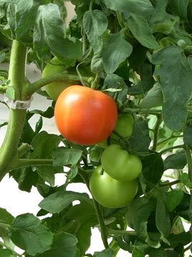 Cultivo de tomate en cualquier época del año