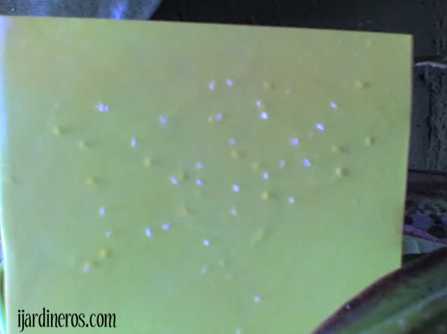 Imagen moscas en la cartulina amarilla