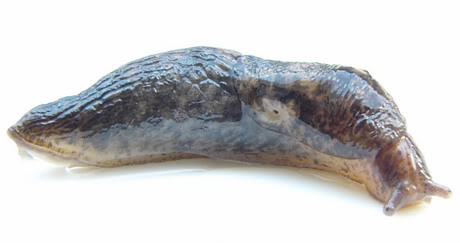 Babosa gris chica (Deroceras reticulatum Müller)