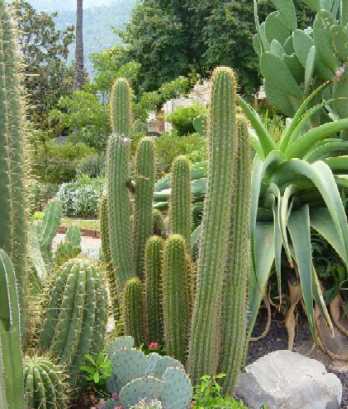 planta suculenta los cactus