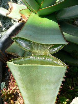Aloe Vera, planta suculenta