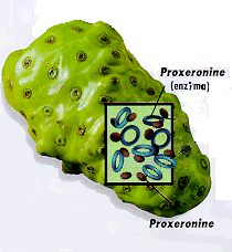 Imagen ilustrativa del proxeronine almacenado en el Noni