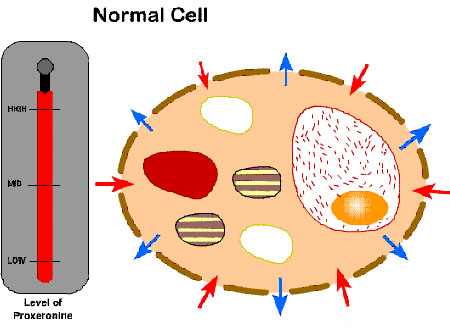 Como actua el proxeronine en la célula