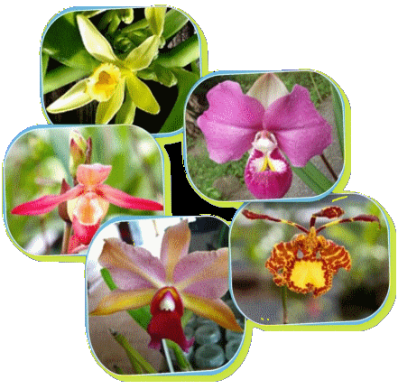 Diversidad de formas y colores, las orquídeas.