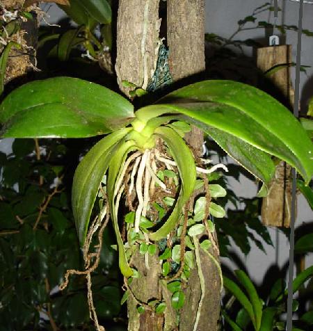 La orquídea es una planta epífita en la naturaleza, crece sobre otro vegetal usándolo como soporte.