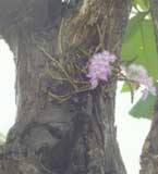 orquídea epífita